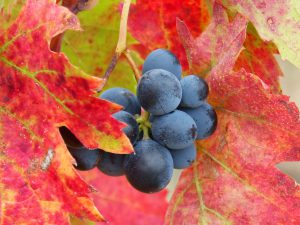 Euromachines - Vineyard and Winery Equipment